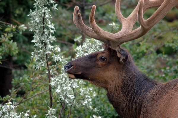 Elk